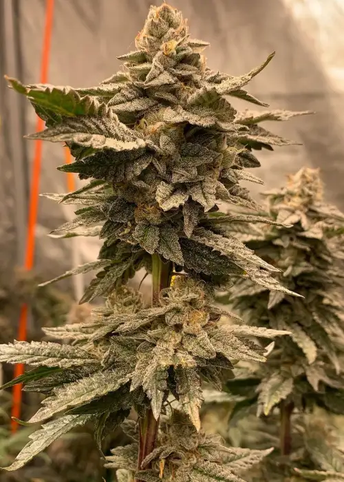Dreamsicle by Exotic Genetix, Photoperiod cannabis strain