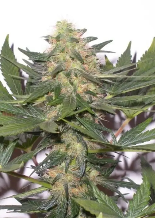 Dreamtime by Gage Green, Photoperiod cannabis strain