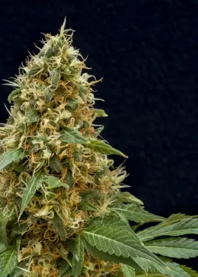 Dreamy Widow by Lineage Genetics, Photoperiod cannabis strain