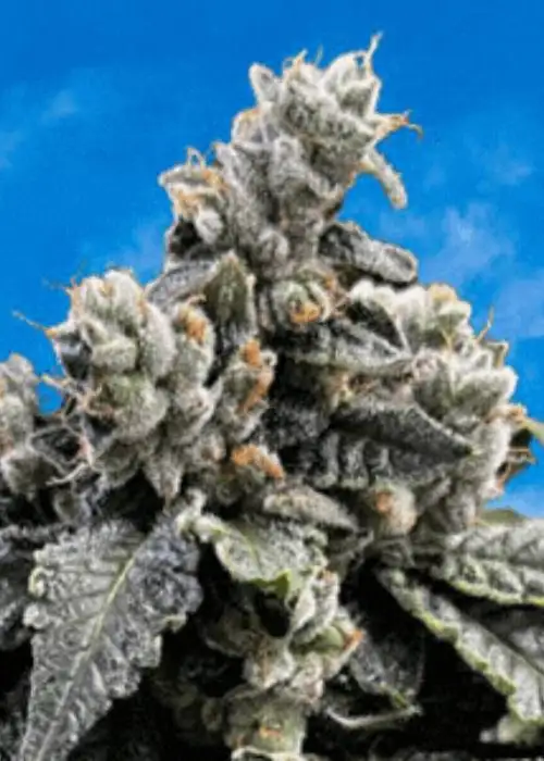 Dreamz by Mosca Seeds, Photoperiod cannabis strain