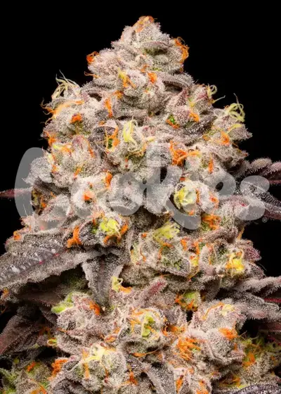 Dried fruit by Crockett Family Farms, Photoperiod cannabis strain