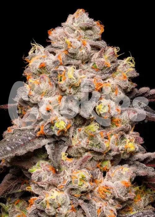 Dried fruit by Crockett Family Farms, Photoperiod cannabis strain