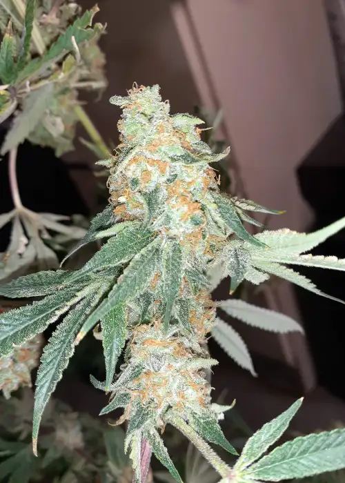 Drunken Bitch Slaps by Aeque Genetics, Photoperiod cannabis strain