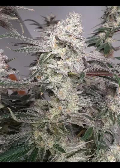 Dry Ice by In House Genetics, Photoperiod cannabis strain