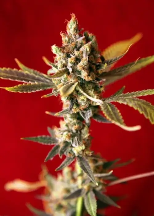 Dub cannabis strain