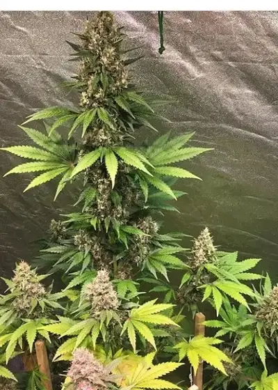 Dubble Bubble by Garden of Green, Photoperiod cannabis strain