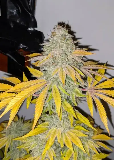 Duct Tape by Archive Seed Bank, Photoperiod cannabis strain