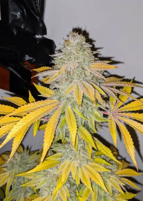 Duct Tape by Archive Seed Bank, Photoperiod cannabis strain