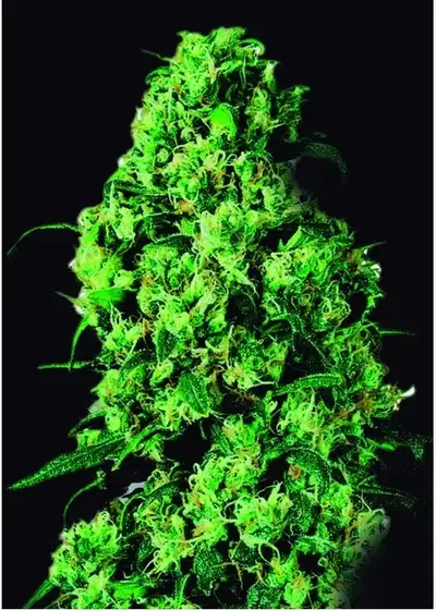 Dulche de Leche by VIP Seeds, Autoflower cannabis strain