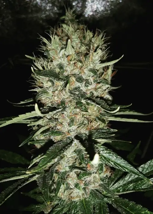 Durbakistan by Tropical Seeds Company, Photoperiod cannabis strain