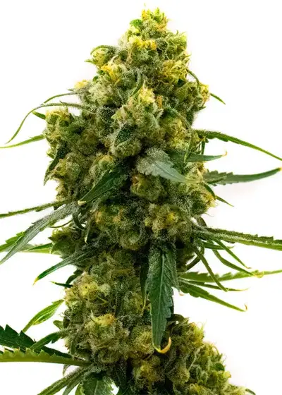 Durban Feminized by Seeds Genetics Co., Photoperiod cannabis strain