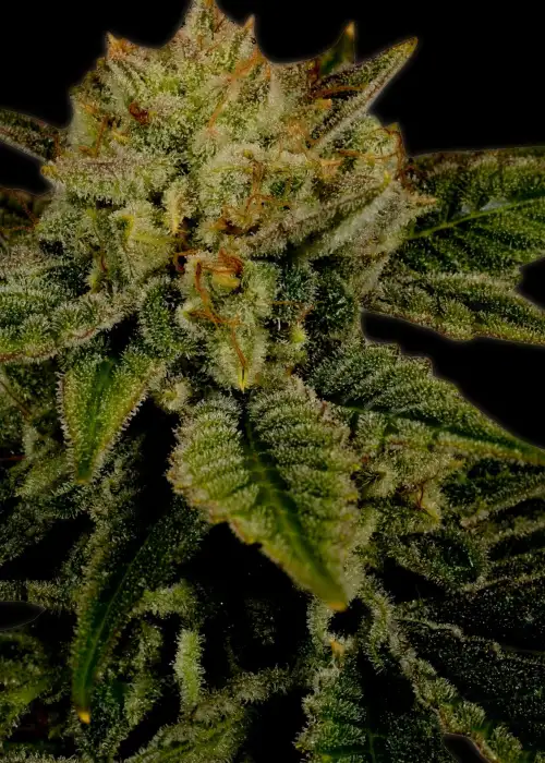 Durban Poison Autoflower by Premium Cultivars, Autoflower cannabis strain