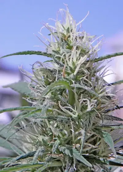 Durban Punch by Tropical Seeds Company, Photoperiod cannabis strain