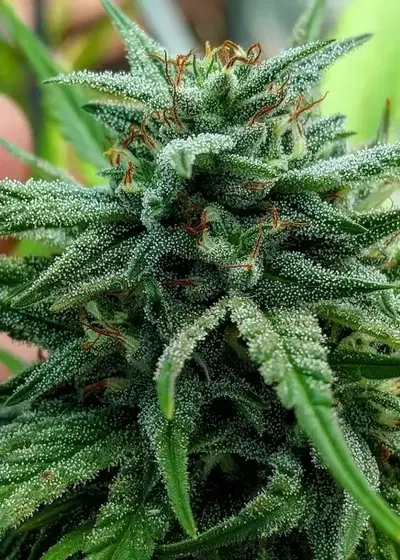 Durban Relief by The Bank Genetics, Photoperiod cannabis strain