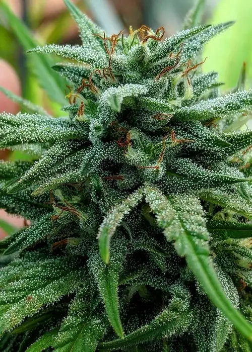 Durban Relief by The Bank Genetics, Photoperiod cannabis strain