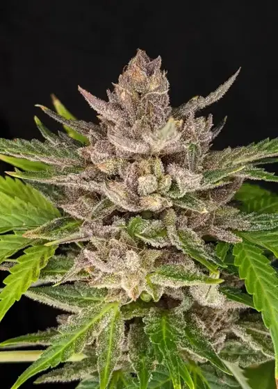 Durban Sunrise Auto by Twenty20, Autoflower cannabis strain