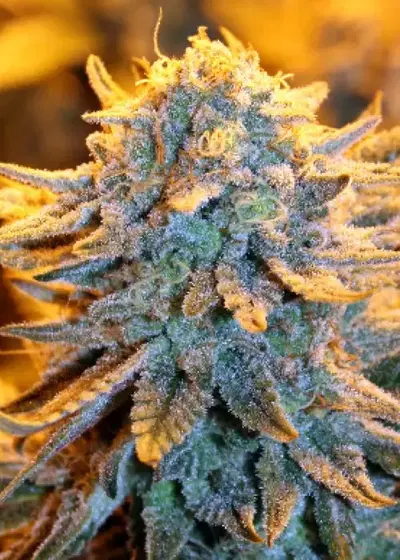 Dutch Automatic by Spliff Seeds, Autoflower cannabis strain