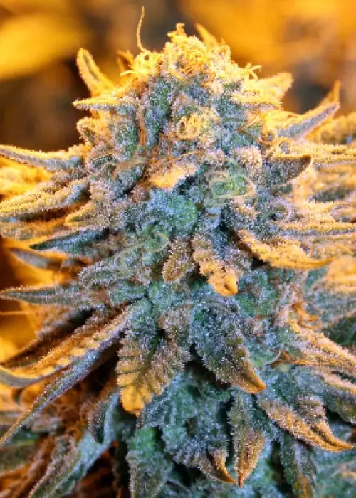Dutch Automatic by Spliff Seeds, Autoflower cannabis strain