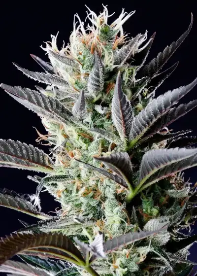 Dutch Blue Automatic by Spliff Seeds, Autoflower cannabis strain