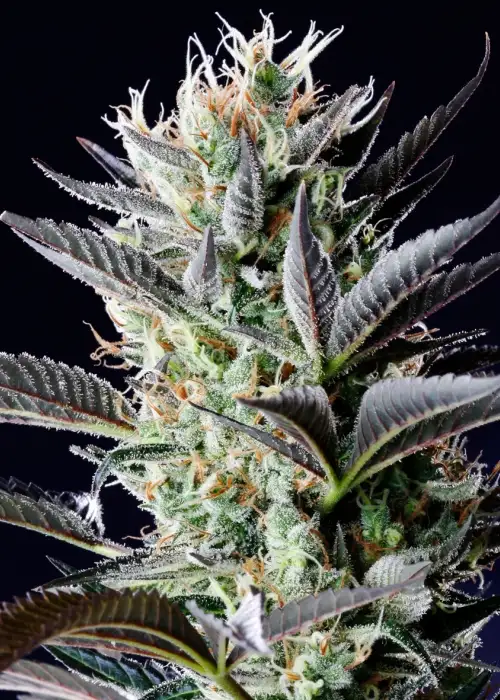 Dutch Blue Automatic by Spliff Seeds, Autoflower cannabis strain