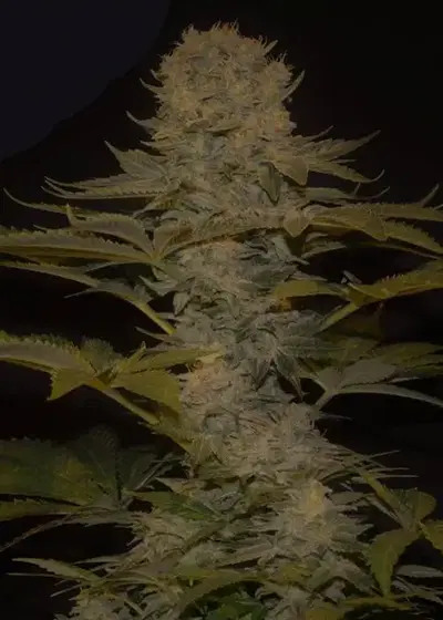 Dutch Cheese by Sumo Seeds, Photoperiod cannabis strain