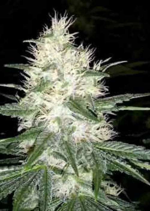 Dutch Kush by Paradise Seeds, Photoperiod cannabis strain