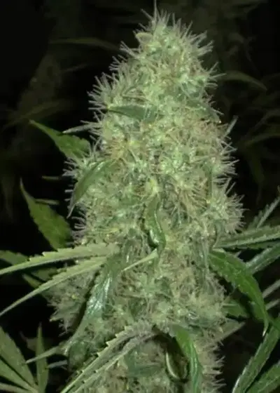 Dutch Power Auto by Keraseeds, Autoflower cannabis strain