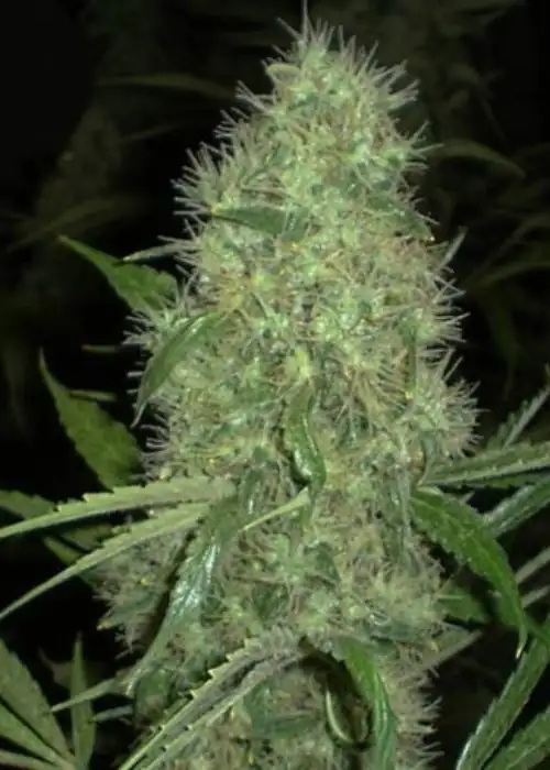 Dutch Power Auto by Keraseeds, Autoflower cannabis strain