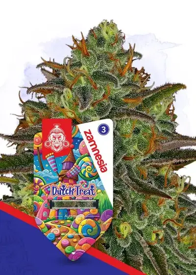 Dutch Treat Automatic by Zamnesia Seeds, Autoflower cannabis strain