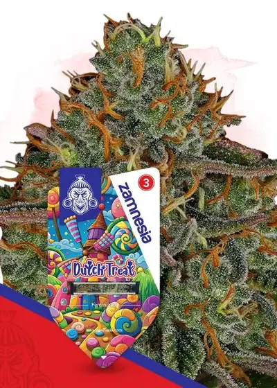 Dutch Treat by Zamnesia Seeds, Photoperiod cannabis strain