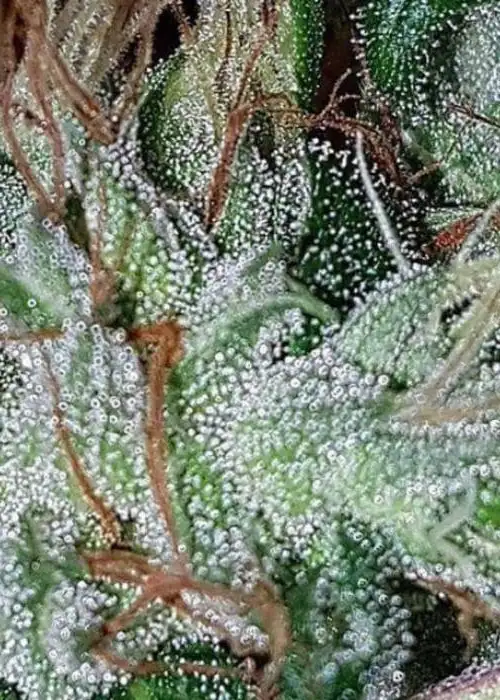 Dutchie Jones by Connoisseur Genetics, Photoperiod cannabis strain