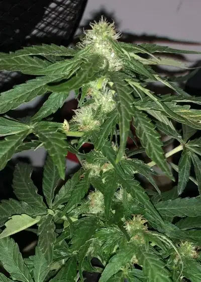 Dwarf Auto by Cannabiorganic genetics, Autoflower cannabis strain
