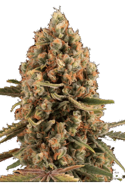 Dynamis by Apex Seeds, Photoperiod cannabis strain