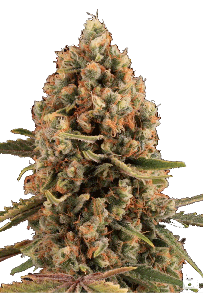 Dynamis by Apex Seeds, Photoperiod cannabis strain