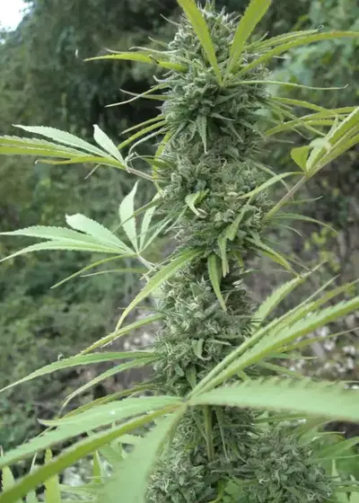 Early Haze by Mr.Nice, Photoperiod cannabis strain