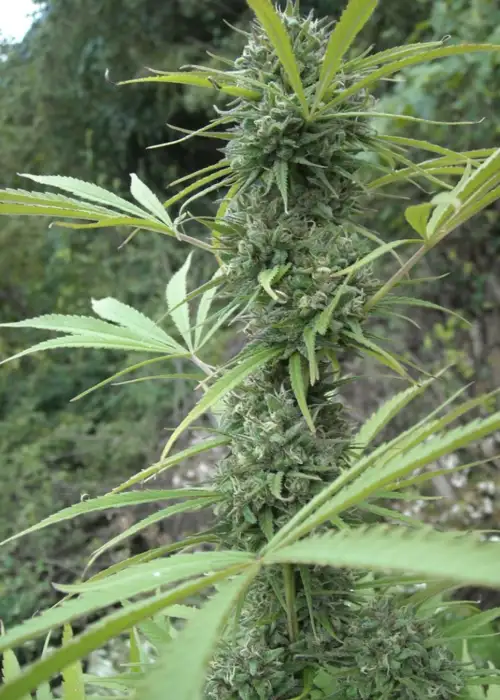 Early Haze by Mr.Nice, Photoperiod cannabis strain