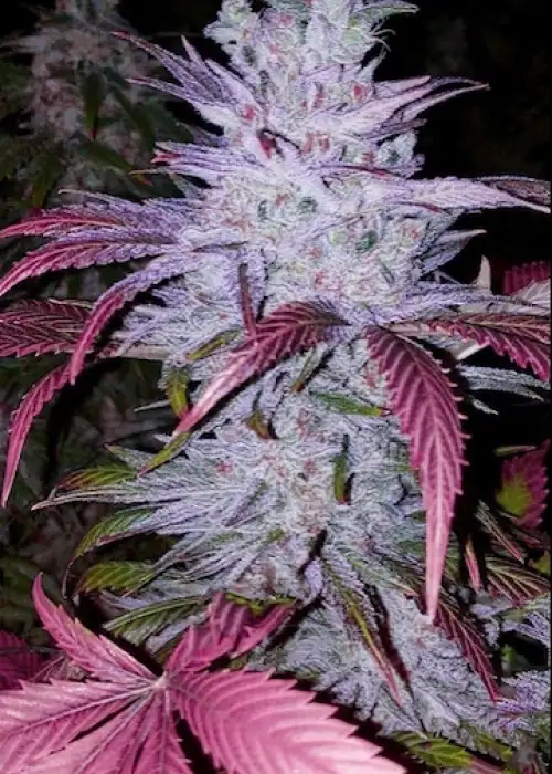Early Lemon Berry R1 by ETHOS Genetics, Photoperiod cannabis strain