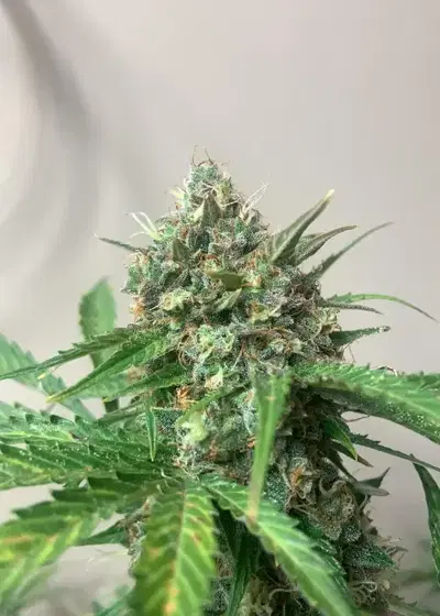 Early Miss by Crop King Seeds, Autoflower cannabis strain