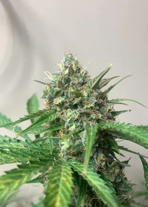 Early Miss by Crop King Seeds, Autoflower cannabis strain
