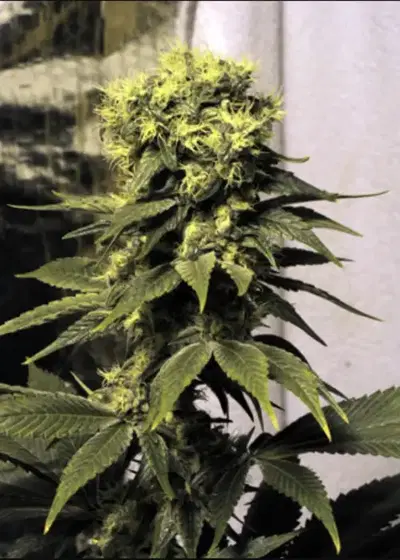 Early Queen by Mr.Nice, Photoperiod cannabis strain