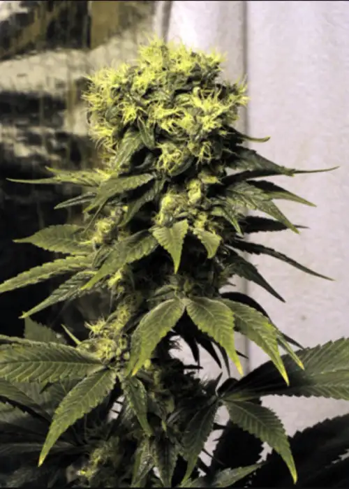 Early Queen by Mr.Nice, Photoperiod cannabis strain