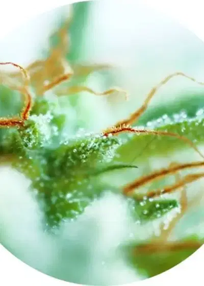 Early Sativa by Top Tao Seeds, Photoperiod cannabis strain