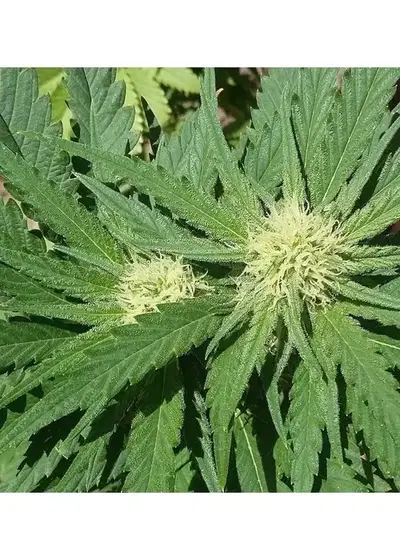 Early Skunk Haze by Mr.Nice, Photoperiod cannabis strain
