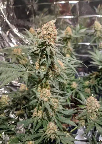 Early Skunk x Northern Lights by Homegrown Cannabis Co, Photoperiod cannabis strain