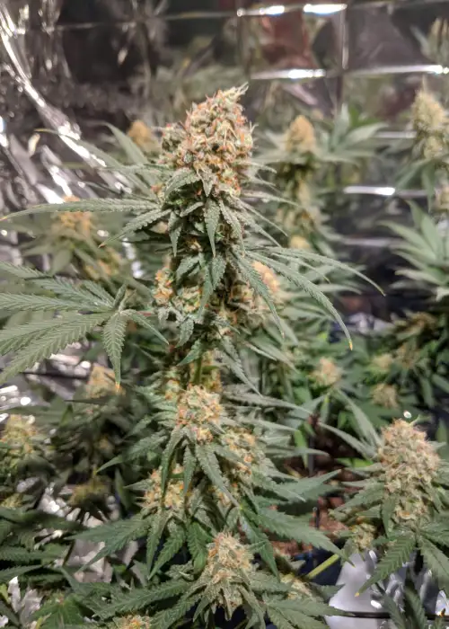 Early Skunk x Northern Lights by Homegrown Cannabis Co, Photoperiod cannabis strain
