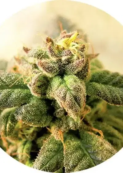 Early Top Tao by Top Tao Seeds, Photoperiod cannabis strain