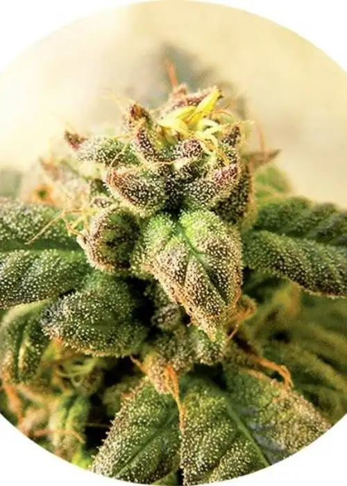 Early Top Tao by Top Tao Seeds, Photoperiod cannabis strain