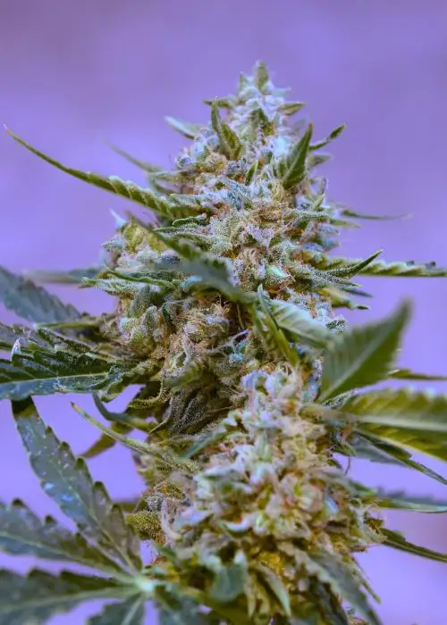 Easter Egg by Speedrun Seeds, Autoflower cannabis strain