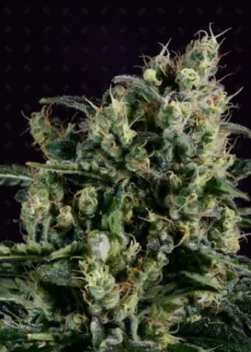 Easy Haze by Genofarm, Photoperiod cannabis strain