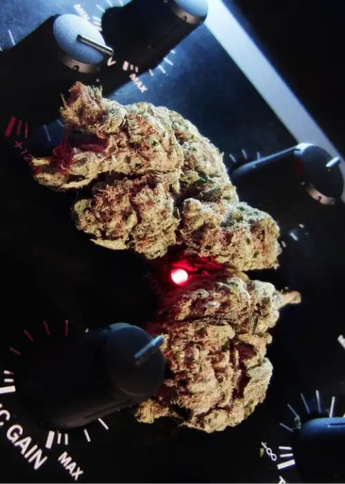 Easy Kush by Feminised Seeds Company, Photoperiod cannabis strain